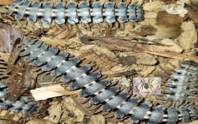 TRACTOR MILLIPEDE SILVER / TRAKTOR MILIPEDE SILVER